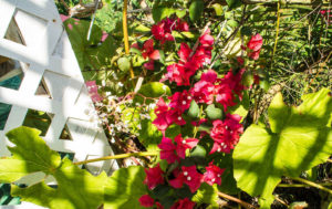 Beautiful Flower Garden in Jamaica