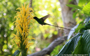 Doctor Bird at Ahhh Ras Natango Art Gallery and Botanical Garden Tour in Montego Bay, Jamaica