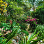 he experience at Jamaica's Best Art Gallery and Botanical Garden