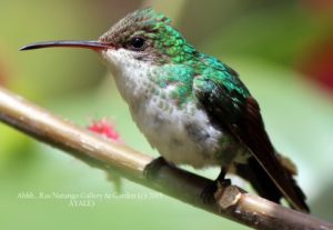 Vervain Humming Bird at Ahhh Ras Natango Gallery and Garden Tour Jamaica